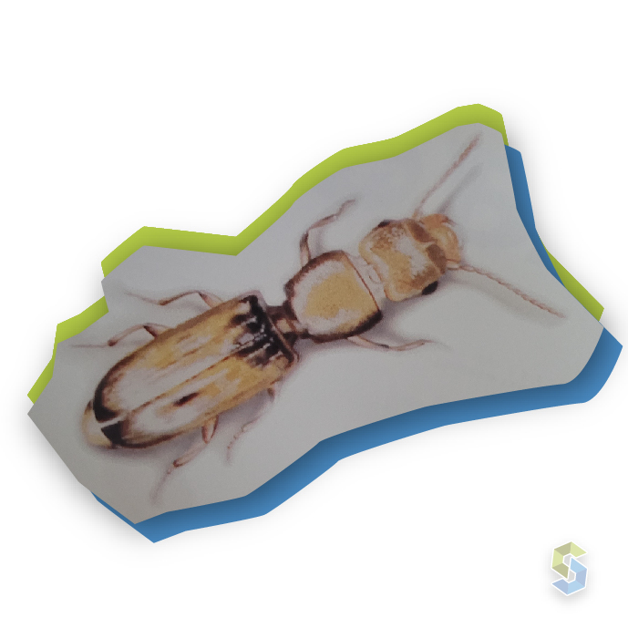 Siscoplagas - Tipos de plagas - Carcoma achatada